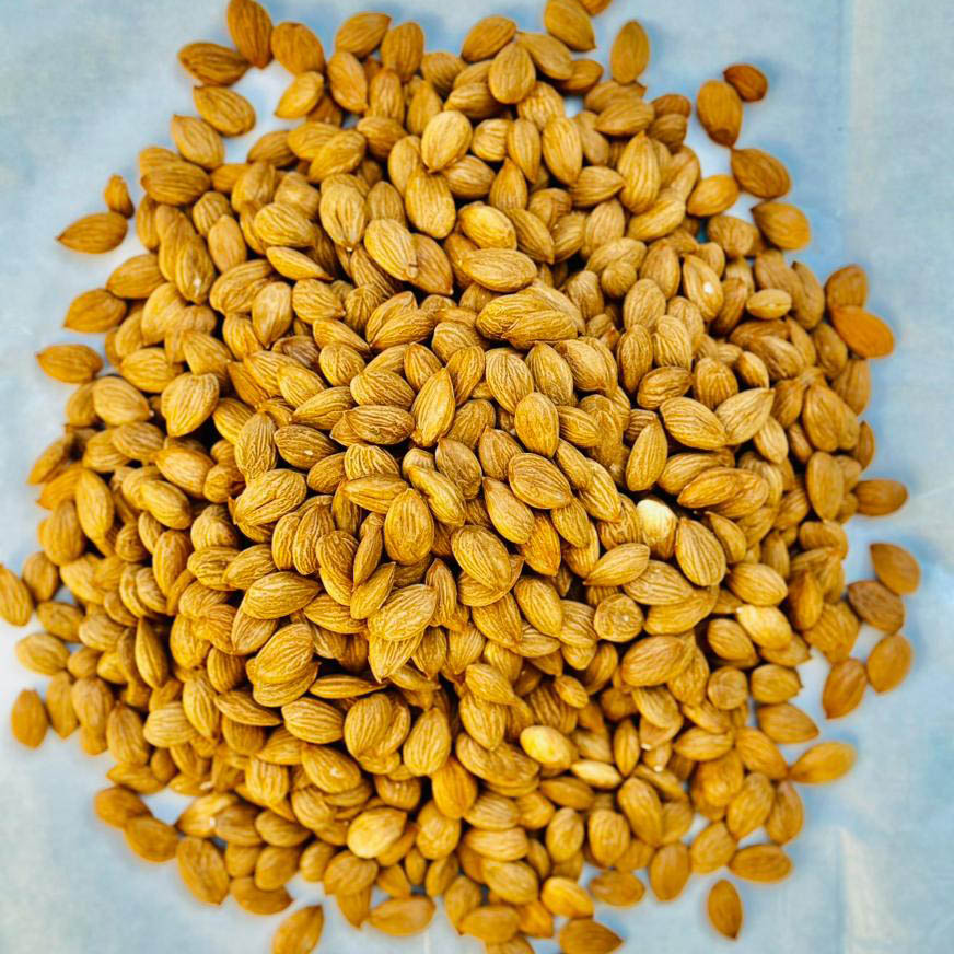 Apricot Kernels