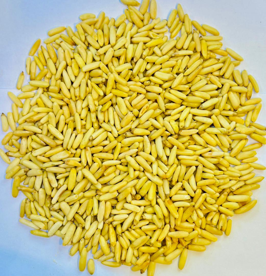 Pine Nut Kernels