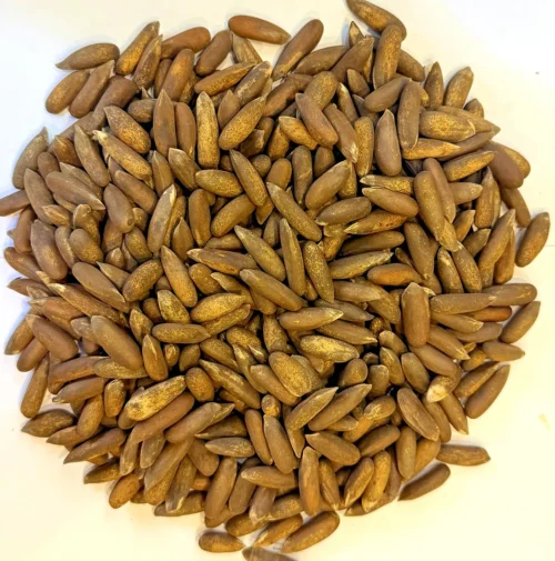 Black Pine Nuts (Khosti)