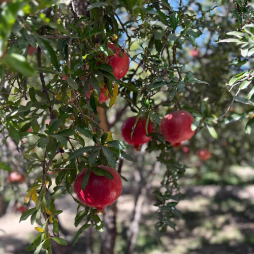 Pomegranates