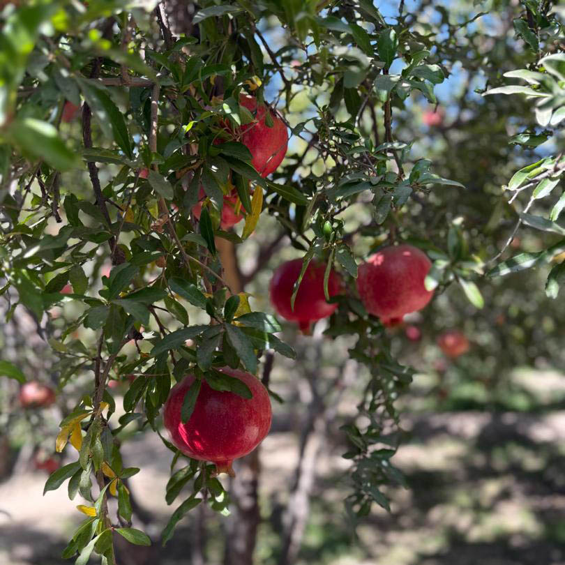 Pomegranates